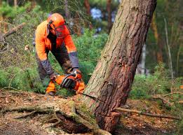 Best Leaf Removal  in Wiggins, CO